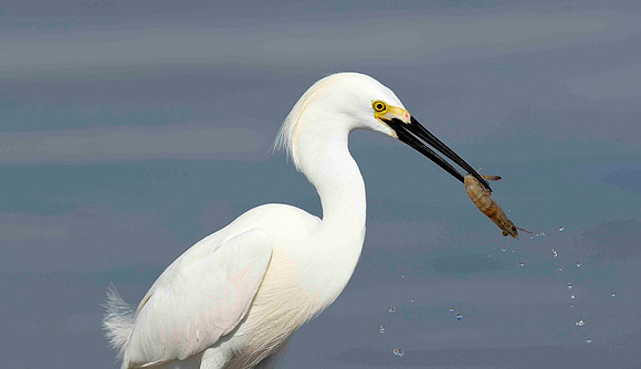 Snowy Egret with crab.