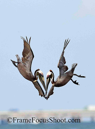 Diving twins...Brown Pelicans.