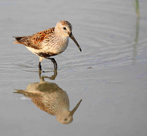 Black Bellied Dunlin. reflection.