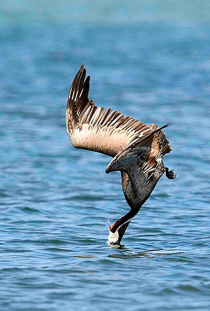Diving Brown Pelican.