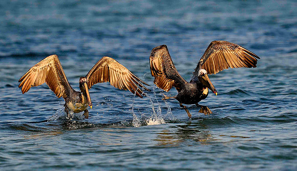 Dual takeoff. Brown Pelicans.