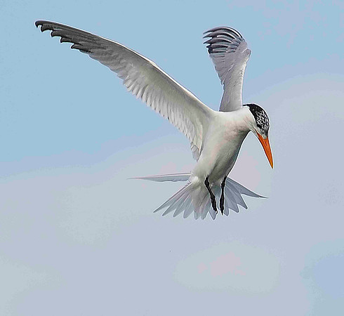 Hovering Royal Tern.