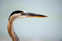 Great Blue Heron, head shot.