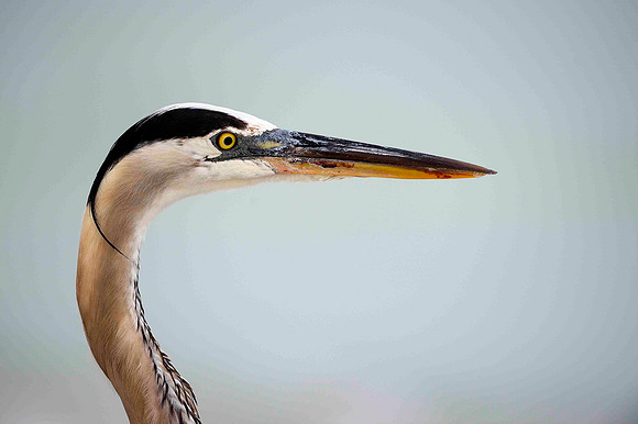 Great Blue Heron, head shot.