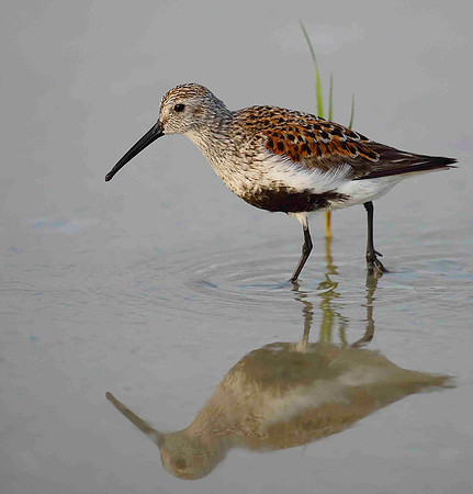 _DSC4941Black Bellied Dunlin , breeding plumaged. reflection.