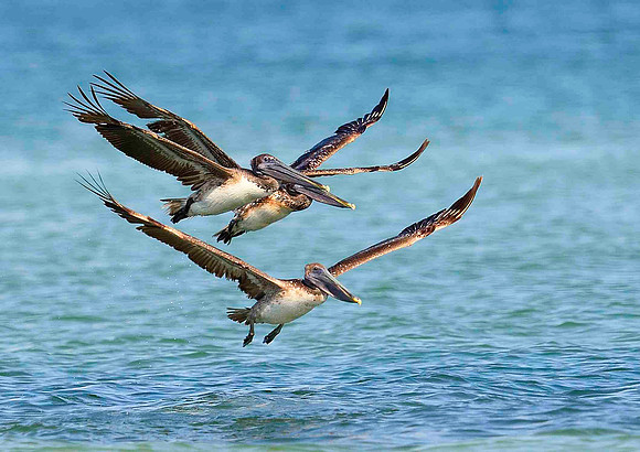 3 Amigos. Brown Pelicans.