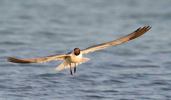 On the current, Laughing Gull.
