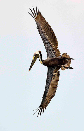 Diving Brown Pelicins.