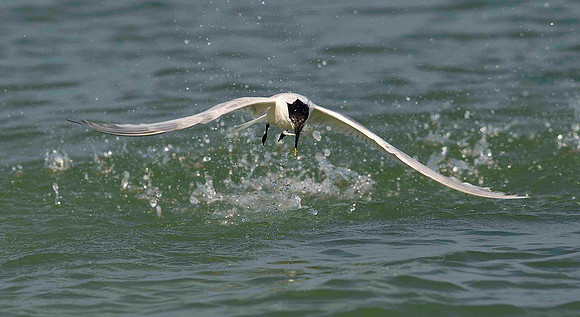 Sandwich Tern with fish.