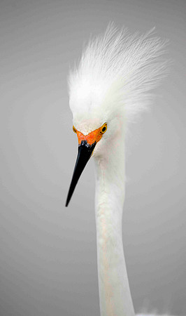 Hackers up , Snowy Egret, head shot.