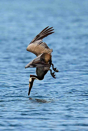Diving Brown Pelician.