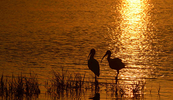 Sunrise with friends.
