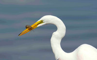 Great White Egret with crab.