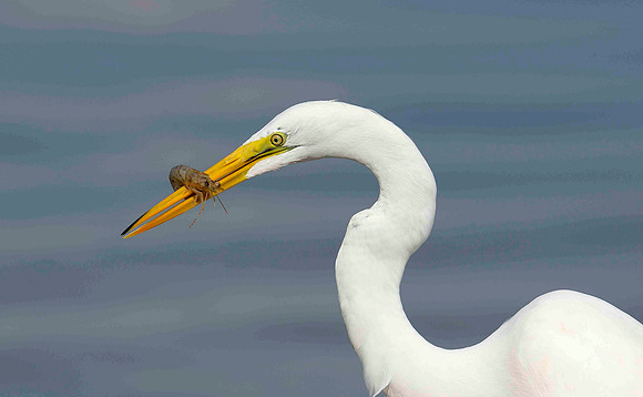 Great White Egret with crab.