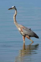 Great Blue Heron.