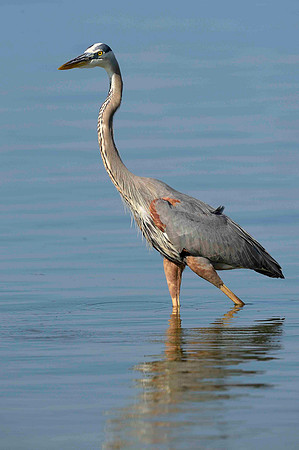 Great Blue Heron.