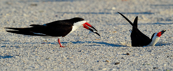 Black Skimmers...tempting a mate.