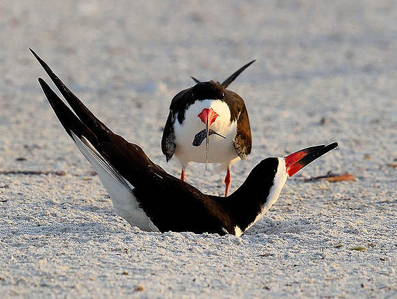"Please.  Please!"  Black Skimmer courting.