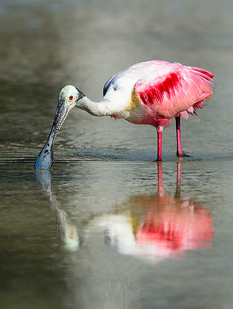 Roseate Spoonbill fishing.