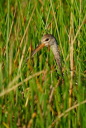 Limpkin, undercover.