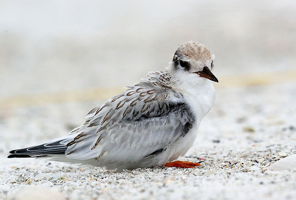 Least Tern,  ready to fledge.
