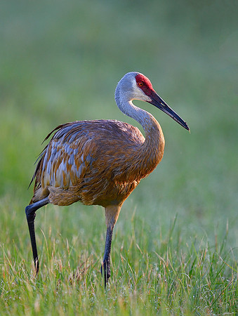 Single Sand Hill Crane...