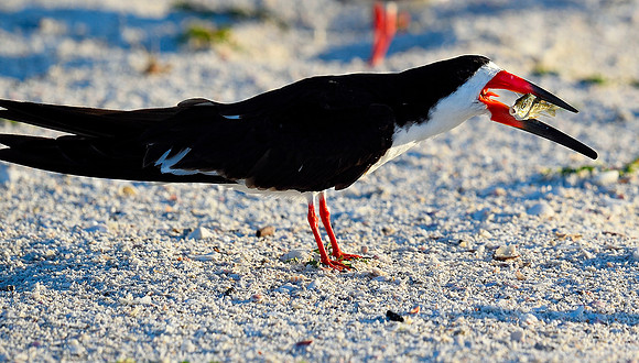 Black Skimmer,  looking for mate