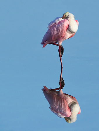 Solitary Roseate Spoonbill.