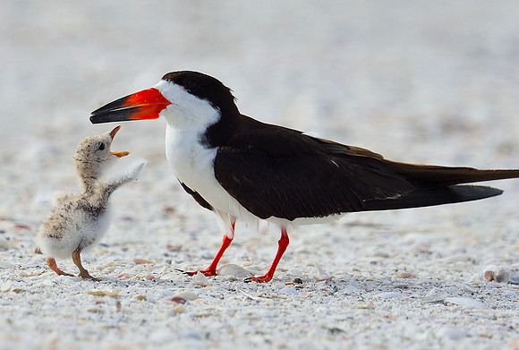 "Dinner yet"?  Black Skimmer & chick.