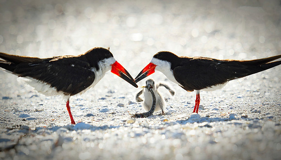 Black Skimmer pair & demanding chick.