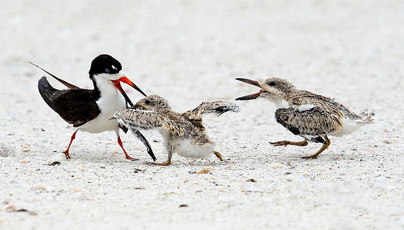 "My Turn"!   Black Skimmer & chicks.