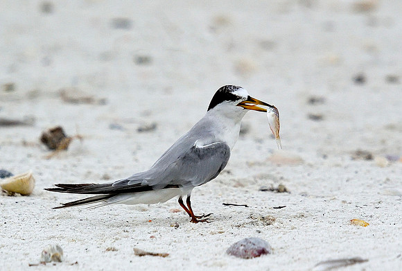 "Anyone?"  Least Tern.