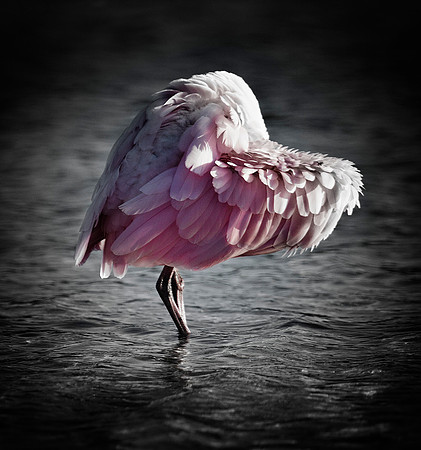 Love Nature. Roseate spoonbill, preening.