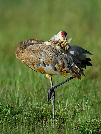 Preening Sand Hill Crane.
