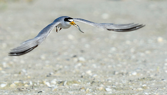 Least Tern with fish.