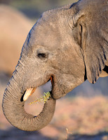 South Africa  11/2015