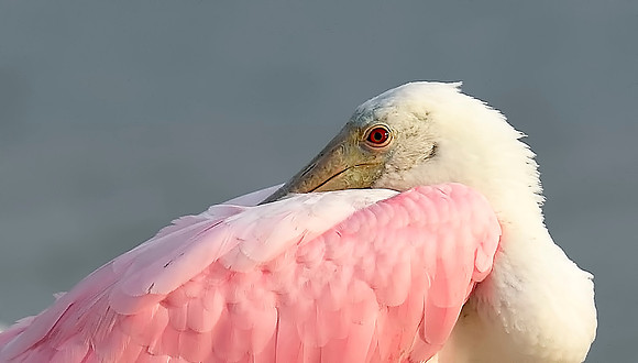 Roseate Spoonbill tucked under.
