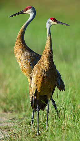 Sand Hiill Cranes, pair.