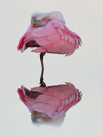 Roseate Spoonbill, under the wing.