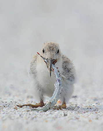 Black Skimmer chick with sand eel.
