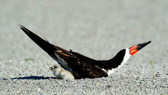 Black Skimmer & chick, brooding.