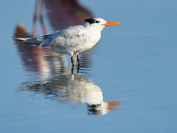 Tern reflection.
