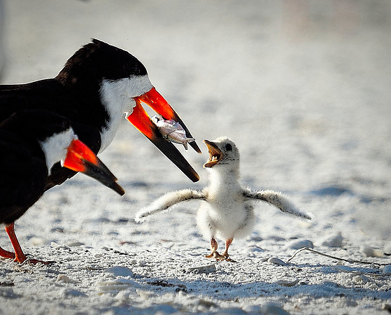 Black Skimmer family.