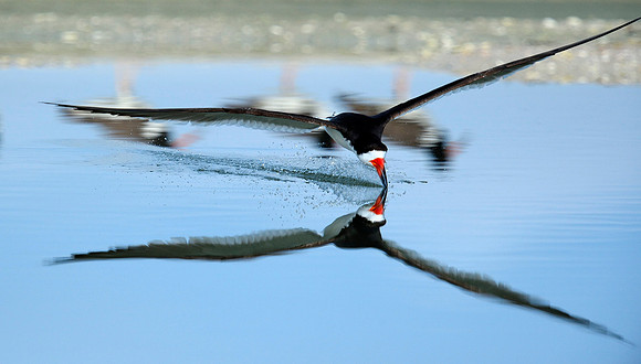 Black Skimmer,  fishing.