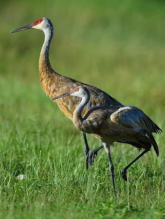 Adult Sand Hill Crane & Colt.