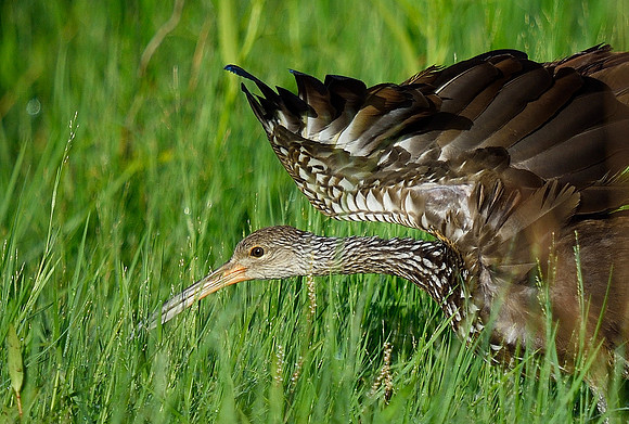 Limpkin, displaying.