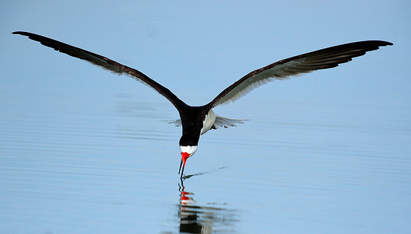 Black Skimmer at work.