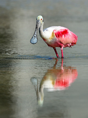 Roseate Spoonbill wading.