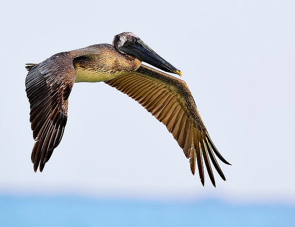 Brown pelican, in flight.
