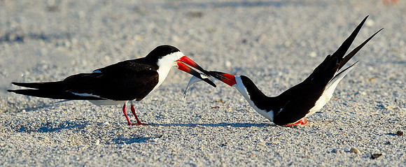 Black skimmer pair, courting.